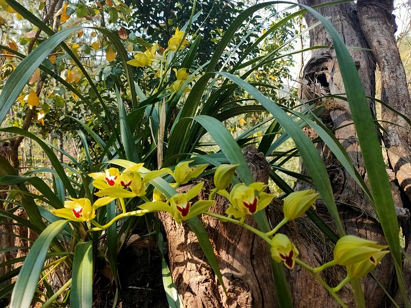 碧玉兰Cymbidium lowianum